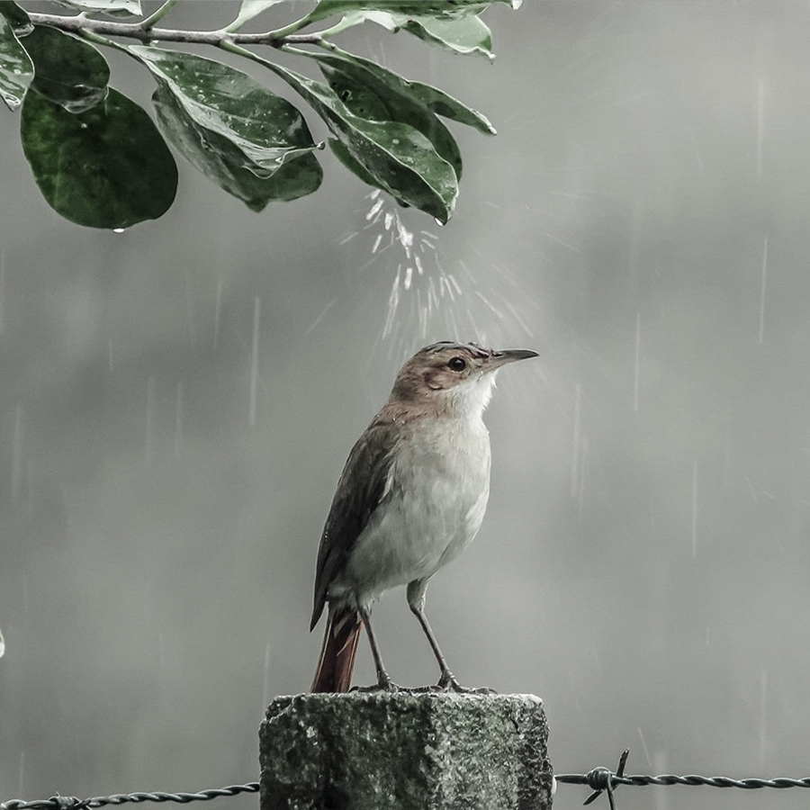 گنجیشکک اشی مشی