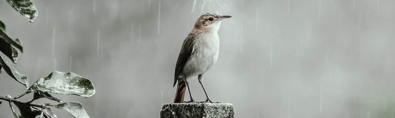 فرهاد مهراد گنجشکک اشی مشی