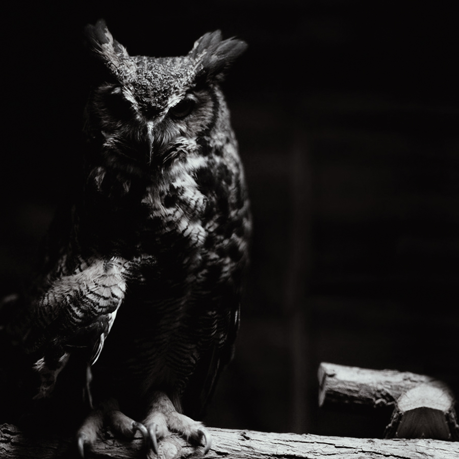 هفته خاکستری